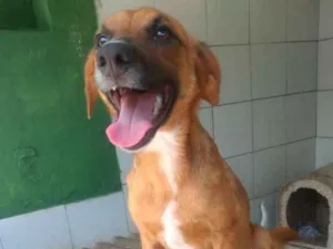 Cachorro raça Srd idade 1 ano nome Dalila
