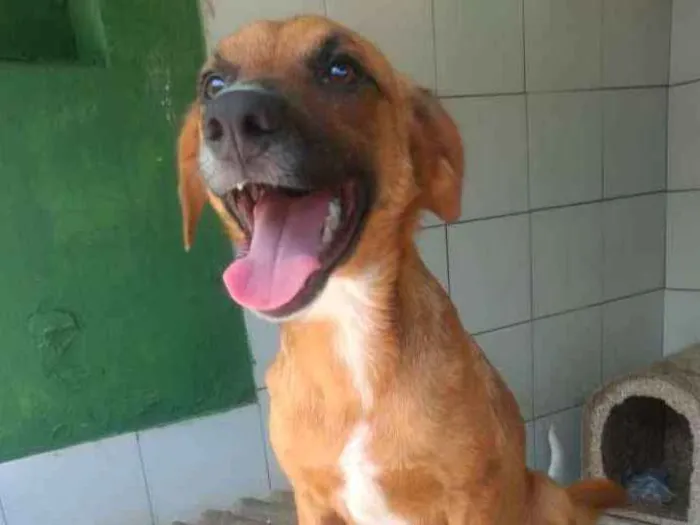 Cachorro ra a Srd idade 1 ano nome Dalila