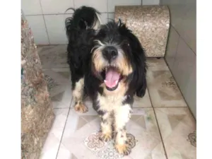 Cachorro raça Poodle idade 2 anos nome Tom