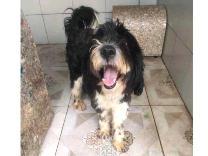 Cachorro ra a Poodle idade 2 anos nome Tom