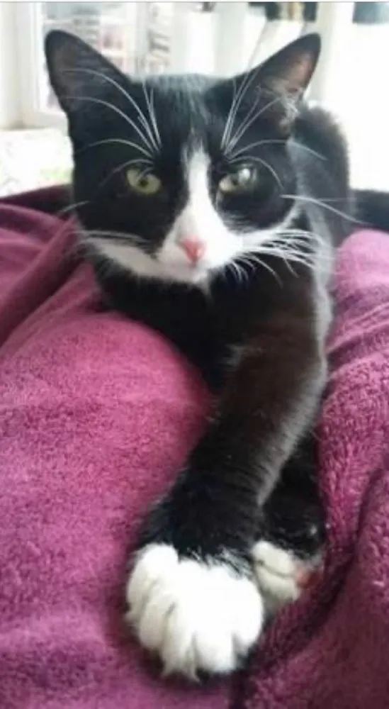 Gato ra a SRD  idade 1 ano nome Fifi o