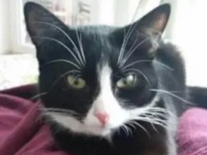 Gato raça SRD  idade 1 ano nome Fifi o