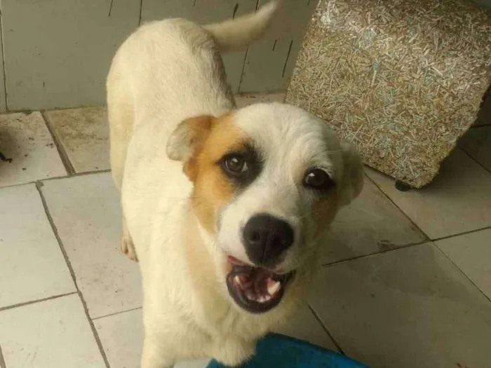 Cachorro ra a SRD idade 1 ano nome Heloísa