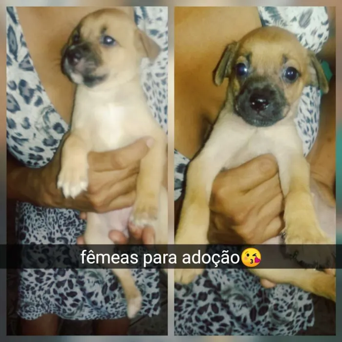 Cachorro raça Srd idade 2 a 6 meses nome Filhotes