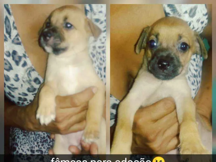 Cachorro raça Srd idade 2 a 6 meses nome Filhotes