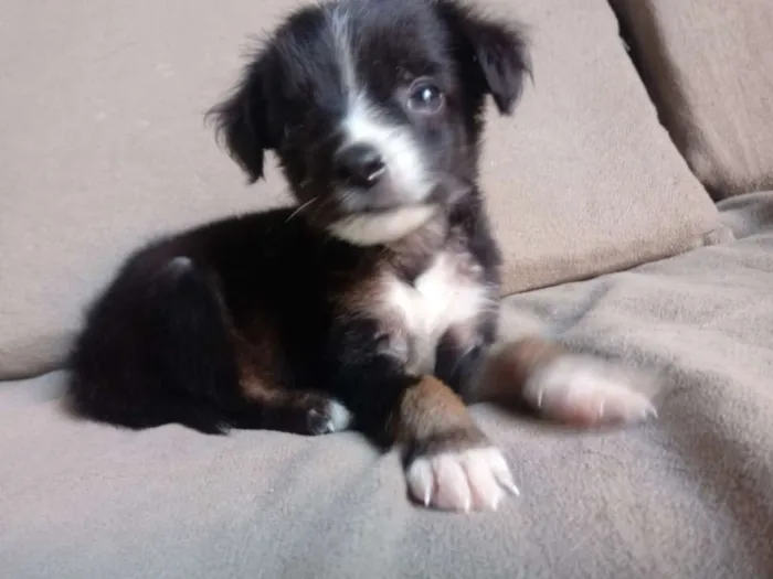 Cachorro raça Srd idade Abaixo de 2 meses nome Filhote
