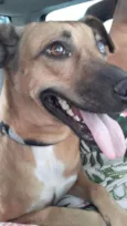 Ceguinho 