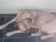Ceguinho 