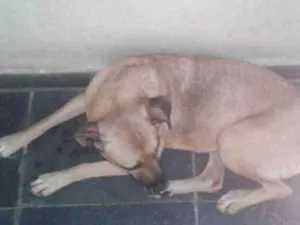 Cachorro raça Vira  lata idade 2 a 6 meses nome Ceguinho 