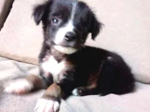 Cachorro raça Srd idade Abaixo de 2 meses nome Filhote
