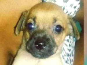 Cachorro raça Srd idade 2 a 6 meses nome Filhotes