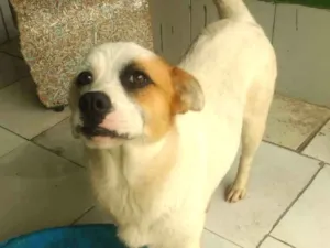 Cachorro raça SRD idade 1 ano nome Heloísa