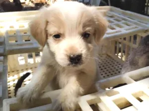 Cachorro raça Indefinida idade 2 a 6 meses nome Sem nome