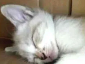 Gato raça  idade 2 a 6 meses nome Lindas Gatinhas 