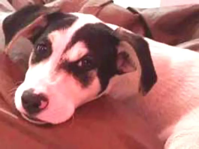 Cachorro ra a SRD idade 2 a 6 meses nome Maskara