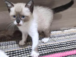 Gato raça Comun idade 7 a 11 meses nome Vários