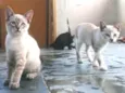 Gatos