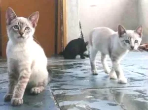 Gato raça Siamês  idade 2 a 6 meses nome Gatos