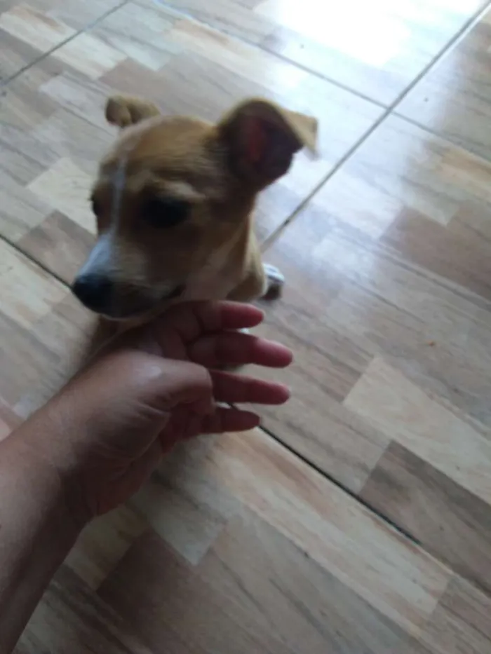 Cachorro raça Sem raça definida idade 2 a 6 meses nome Mel