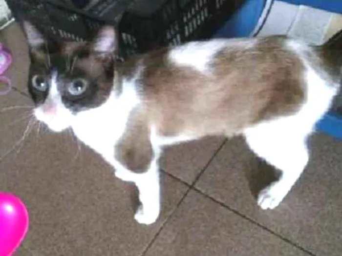 Gato ra a Siamês idade 7 a 11 meses nome Diva