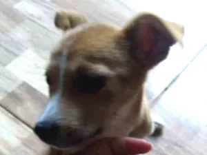 Cachorro raça Sem raça definida idade 2 a 6 meses nome Mel