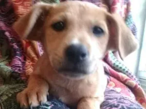 Cachorro raça  idade 2 a 6 meses nome Filhotes 