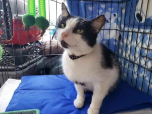 Gato raça Srd idade 3 anos nome Frederico