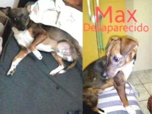 Cachorro raça Fox paulistinha idade 3 anos nome Max