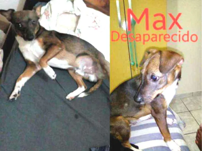 Cachorro ra a Fox paulistinha idade 3 anos nome Max