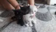Gatinhos