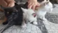 Gatinhos