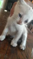 Gatinhos