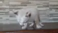 Gatinhos