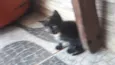 Gatinhos