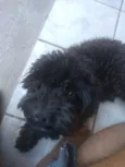 Scot