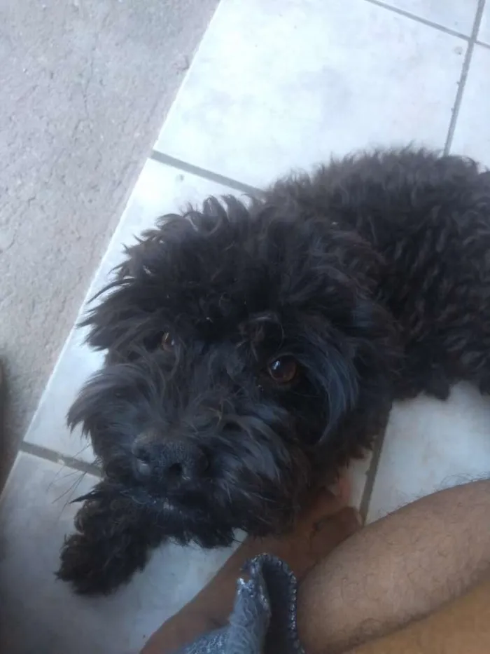 Cachorro ra a Poodle idade 1 ano nome Scot
