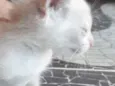 Gatinhos
