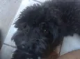 Scot