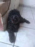 Scot