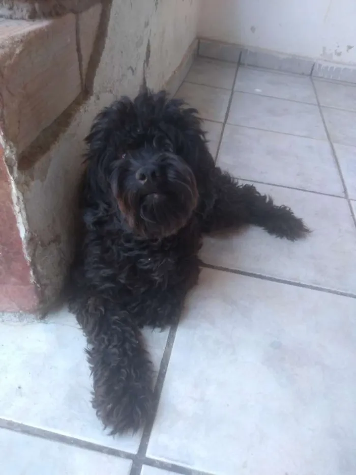 Cachorro ra a Poodle idade 1 ano nome Scot