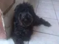 Scot