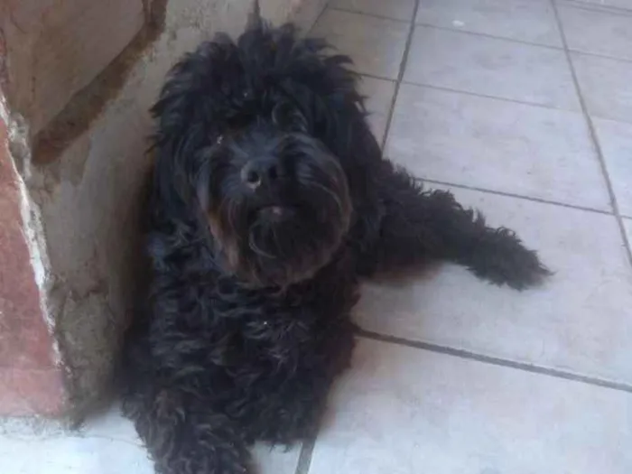 Cachorro ra a Poodle idade 1 ano nome Scot