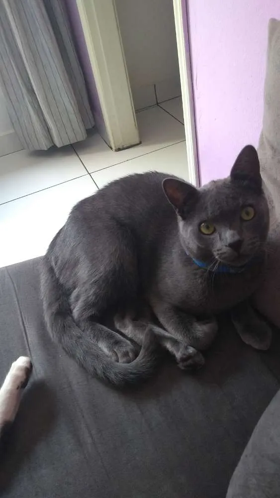Gato ra a Indefinida idade 7 a 11 meses nome Saymon
