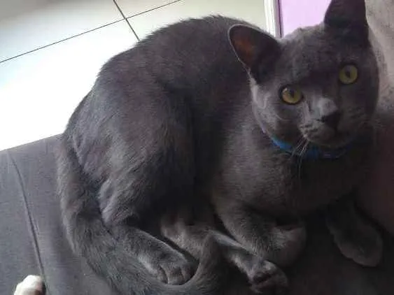 Gato ra a Indefinida idade 7 a 11 meses nome Saymon