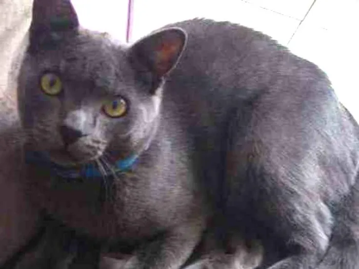 Gato ra a Indefinida idade 7 a 11 meses nome Saymon