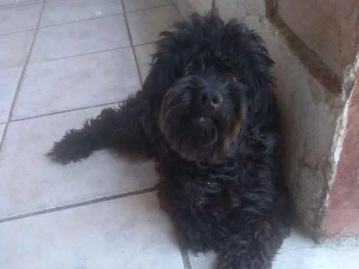 Cachorro ra a Poodle idade 1 ano nome Scot
