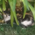 Mimi 