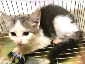 Gato raça SRD idade 2 a 6 meses nome Nico