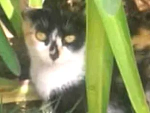 Gato raça SRD idade 7 a 11 meses nome Mimi 
