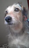Mel